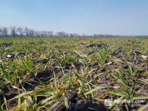 В Україні збільшать площу зрошуваних земель на третину