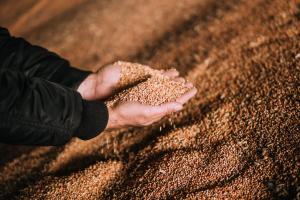 Українська зернова асоціація підтримала зниження ПДВ для операцій з зерном
