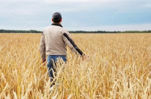 Озвучено прогноз зростання цін на експортні зернові з України