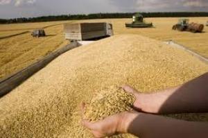 Через зниження ставки ПДВ до 14% аграрії втратять на закупівельних цінах на зернових у трейдерів