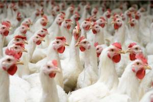 Україна стала третім найбільшим постачальником м'яса птиці в країни ЄС – Євростат  