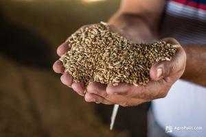 Відмова аграріїв від зобов’язань за форвардними контрактими вплинула на цінові очікування на зерновому ринку