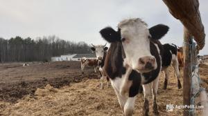 В Україні скоротилася чисельність корів майже на 6%