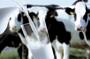 У Раді зареєстрували законопроект щодо стимулювання виробництва молока