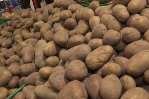 Україна від початку року імпортувала майже 60 тис. т картоплі