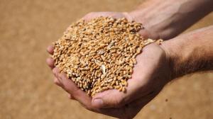 Падає попит на старий врожай українського зерна