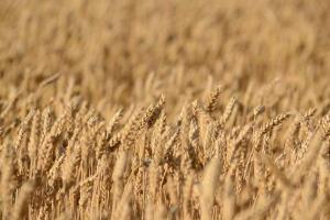 Озвучено прогноз урожаю української пшениці на 2021 рік