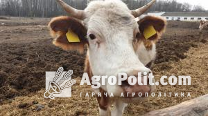 В Україні посилять відповідальність у сфері ідентифікації та реєстрації сільськогосподарських тварин