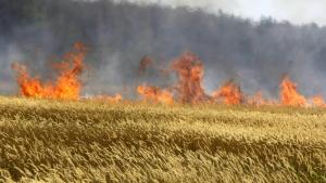 Україні слід бути готовій до масштабних лісових і польових пожеж 