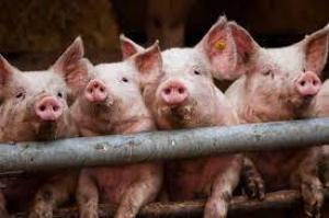 На Буковині знищать 21 тис. свиней через спалах АЧС