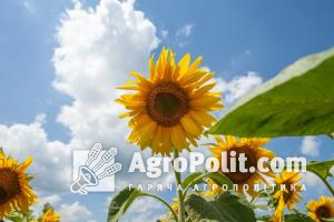 В уряді пропонують призупинити експорт насіння соняшника для стабілізації цін