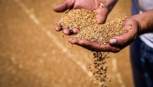 В Україні зростають ціни на фуражну пшеницю
