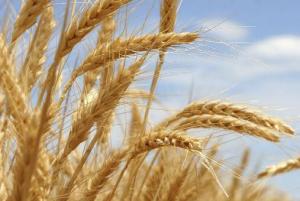 Урожай пшениці в Україні зменшився на 12%