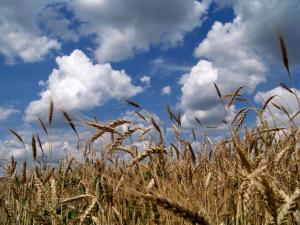 Названо області-лідери за посівними площами ярої пшениці