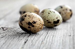 Україна – в топі європейських виробників перепелиних яєць