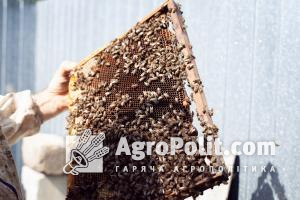 Експерт пояснив, як законопроєкт про бджільництво і захист рослин вплине на аграріїв