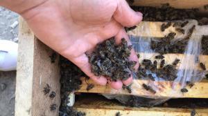 У посилці, яку перевозила «Укрпошта», загинуло 8 млн бджіл