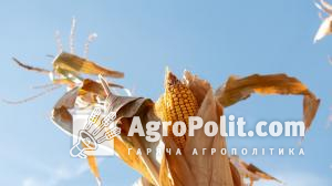 В Украні різко впала ціна на кукурудзу