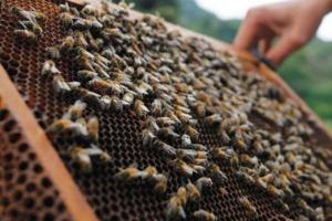 В Одеській області створюють медовий кластер співтовариств бджолярів