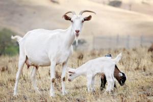 Українські виробники зможуть експортувати дрібну рогату худобу до Кувейту