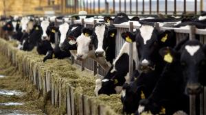 В Україні кількість сімейних молочних ферм зросла до 85