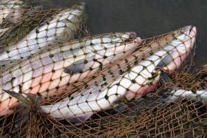 Держрибагенство хоче ввести нові правила риболовлі, відновідно до Угоди про Асоціацію з ЄС
