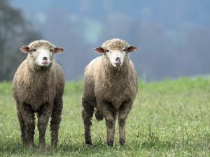 Україна та Йорданія погодили нову форму сертифікату на експорт живих овець