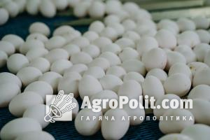 В Україні скоротилось виробництво яєць та молока