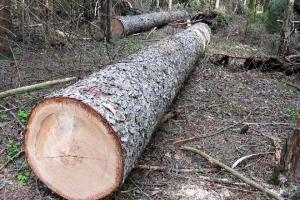 22% деревного вугілля у ЄС виготовлено з українських дерев – Держекоінспенція 