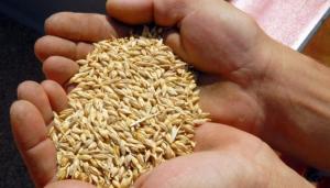 Запаси зернових скоротилися на 14% — Держстат