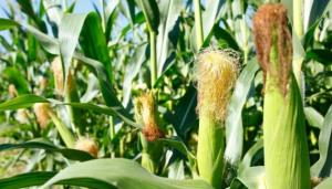 До 28% посівів кукурудзи пошкоджено шкідниками – Держпродспоживслужба