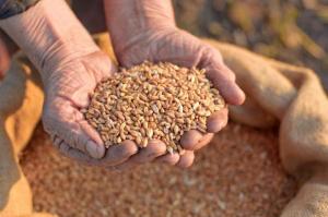 Експорт чорноморської пшениці у сезоні 2021/22 років може стати рекордним