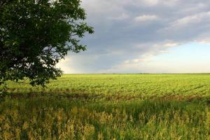 Ринок землі: в Україні здійснена 381 земельна угода