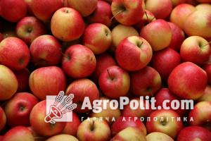 Ціни на яблука рекордно знизилися