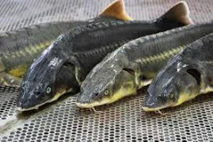 На Херсонщині Дніпро зариблюють трьома видами осетрових риб