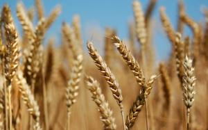 Закупівельні ціни на українську продовольчу пшеницю виросли на 3-5 $/т