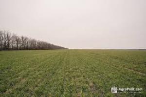 Експерт пояснив, чи може ФОП набути у власність землю сільськогосподарського призначення