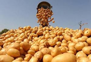 Опади в Україні негативно позначилися на якості та ціні картоплі
