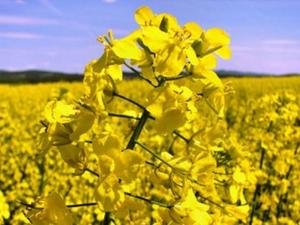В Україні прогнозують високий врожай ріпаку