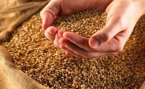 Валовий збір зерна в Україні за останні 30 років зріс у 2 рази