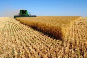 Лещенко розповів про майбутній врожай зернових та чи стабалізуються ціни на продукти харчування