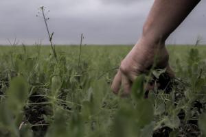 Ринок землі: в Україні здійснено 3,5 тис. земельних операцій 