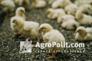 Японія зняла обмеження на експорт українського м’яса птиці та яєць
