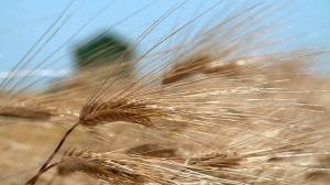 Аграрії зібрали 98% ранніх зернових та зернобобових культур