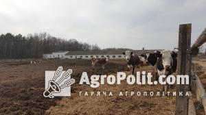 Катарська компанія хоче побудувати в Україні молочну ферму