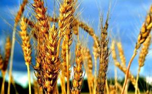 Україна експортувала 8,6 млн т зернових нового врожаю