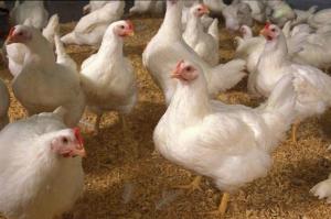Україні прогнозують місце у ТОП-15 світових виробників курятини