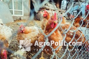 Україна в ТОП-3 експортерів курятини до ЄС