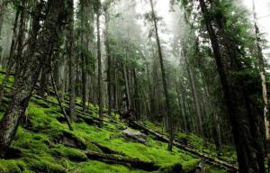 Розпочалася реалізація програми «Зелена країна», метою якої є висадження 1 млрд дерев