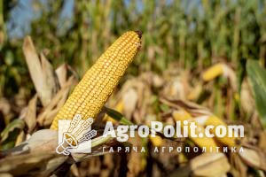 США планує відкрити свій ринок для кукурудзи та пшениці з України
